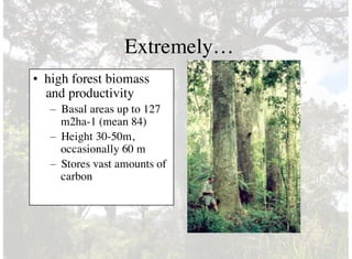Extremely…
• high forest biomass
and productivity
– Basal areas up to 127
m2ha-1 (mean 84)
– Height 30-50m,
occasionally 60 m
– Stores vast amounts of
carbon
 