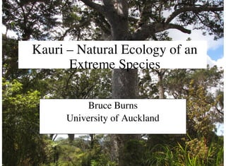 Kauri – Natural Ecology of an
Extreme Species
Bruce Burns
University of Auckland
 