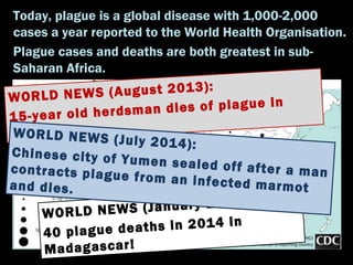 Today, plague is a global disease with 1,000-2,000
cases a year reported to the World Health Organisation.
Plague cases an...