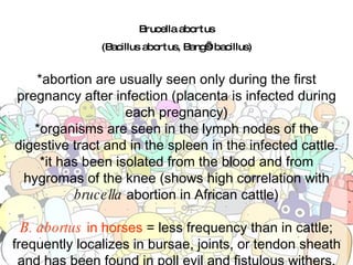 Brucella abortus (Bacillus abortus, Bang’s bacillus) *abortion are usually seen only during the first pregnancy after infection (placenta is infected during each pregnancy) *organisms are seen in the lymph nodes of the digestive tract and in the spleen in the infected cattle. *it has been isolated from the blood and from hygromas of the knee (shows high correlation with  brucella  abortion in African cattle) B. abortus  in horses  = less frequency than in cattle; frequently localizes in bursae, joints, or tendon sheath and has been found in poll evil and fistulous withers, supra-atlantal bursitis, and supraspinous bursitis as well as in lesions of the fetlock and sternum. 