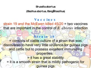 Brucella abortus (Bacillus abortus, Bang’s bacillus) Vaccines strain 19 and the McEwen killed 45/20  = two vaccines that are important in the control of  B. abortus  infection Strain 19  = consists of viable culture of a strain that was discovered to have very little virulence for guinea pigs and cattle but to possess excellent immunizing properties.  = it has a great stability = it is a smooth strain that is mildly pathogenic for guinea pigs = pregnant cattle can be made to abort by inoculating them with large doses of this 