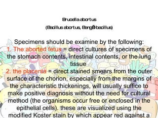 Brucella abortus (Bacillus abortus, Bang’s bacillus) Specimens should be examine by the following: 1. The aborted fetus  = direct cultures of specimens of the stomach contents, intestinal contents, or the lung tissue  2. the placenta  = direct stained smears from the outer surface of the chorion, especially from the margins of the characteristic thickenings, will usually suffice to make positive diagnosis without the need for cultural method (the organisms occur free or enclosed in the epithelial cells). these are visualized using the modified Koster stain by which appear red against a blue background. 
