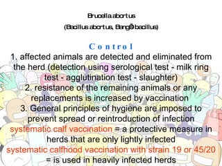 Brucella abortus (Bacillus abortus, Bang’s bacillus) Control 1. affected animals are detected and eliminated from the herd (detection using serological test - milk ring test - agglutination test - slaughter) 2. resistance of the remaining animals or any replacements is increased by vaccination  3. General principles of hygiene are imposed to prevent spread or reintroduction of infection systematic calf vaccination  = a protective measure in herds that are only lightly infected systematic calfhood vaccination with strain 19 or 45/20  = is used in heavily infected herds 