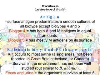 Brucella suis (porcine type of  Brucella ) Antigen =surface antigen predominates a smooth cultures of all biotype except biotypes 4 and 5 Biotype 4  = has both A and M antigens in equal amounts  Biotype 5  = has mostly M antigens on its surface Epizootiology and Pathogenesis = it occurs to most swine raising areas (not been reported in Great Britain, Iceland, or Canada) = Survival in the environment has not been well studied (but similar to  B. abortus ) Feces and urine  = the organisms survives at least 6 weeks 