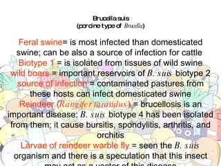 Brucella suis (porcine type of  Brucella ) Feral swine = is most infected than domesticated swine; can be also a source of infection for cattle  Biotype 1  = is isolated from tissues of wild swine wild boars  = important reservoirs of  B. suis  biotype 2 source of infection  = contaminated pastures from these hosts can infect domesticated swine Reindeer ( Rangifer tarandus )  = brucellosis is an important disease;  B. suis  biotype 4 has been isolated from them; it cause bursitis, spondylitis, arthritis, and orchitis Larvae of reindeer warble fly  = seen the  B. suis  organism and there is a speculation that this insect may act as a vector of this disease 