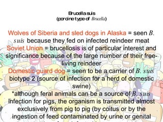 Brucella suis (porcine type of  Brucella ) Wolves of Siberia and sled dogs in Alaska  = seen  B. suis  because they fed on infected reindeer meat Soviet Union  = brucellosis is of particular interest and significance because of the large number of their free-living reindeer Domestic guard dog  = seen to be a carrier of  B. suis  biotype 2 (source of infection for a herd of domestic swine) *although feral animals can be a source of  B. suis  infection for pigs, the organism is transmitted almost exclusively from pig to pig (by coitus or by the ingestion of feed contaminated by urine or genital excretions from infected boars or sows) 