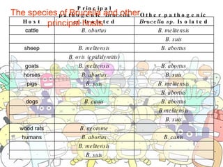 The species of Brucella and other principal hosts   B. suis     B. melitensis   B. canis B. abortus humans   B. neotome wood rats B. suis     B melitensis     B. abortus B. canis dogs B. abortus     B. melitensis B. suis pigs B. suis B. abortus horses B. abortus B. melitensis goats   B. ovis (epididymitis)   B. abortus B. melitensis sheep B. suis     B. melitensis B. obortus cattle Other pathogenic  Brucella sp . Isolated Principal pathogenic  Brucella sp . Isolated Host 