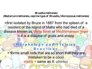 Brucella melitensis (Bacterium melitensis, caprine type of Brucella, Micrococcus melitensis) =first isolated by Bruce in 1887 from the spleen of  a resident of the Island of Malta who had died of a disease known as  Malta fever  or  Mediterranean fever = it is a disease of goats and sheep Morphology and Staining Reactions = forms small rods that are so short that they are mistaken to be a cocci stains =  same as  B. abortus 