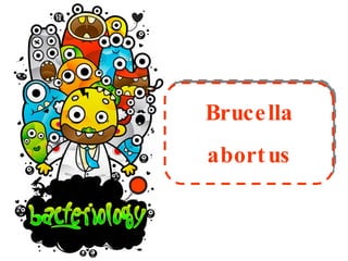 Brucella abortus 