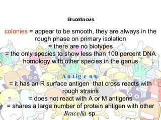 Brucella ovis colonies  = appear to be smooth, they are always in the rough phase on primary isolation = there are no biotypes = the only species to show less than 100 percent DNA homology with other species in the genus Antigens = it has an R surface antigen  that cross reacts with rough strains = does not react with A or M antigens = shares a large number of protein antigen with other  Brucella  sp. 