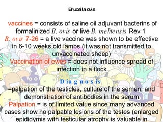 Brucella ovis vaccines  = consists of saline oil adjuvant bacterins of formalinized  B. ovis  or live  B. melitensis  Rev 1  B. ovis  7-26  = a live vaccine was shown to be effective in 6-10 weeks old lambs (it was not transmitted to unvaccinated sheep) Vaccination of ewes  = does not influence spread of infection in a flock Diagnosis =palpation of the testicles, culture of the semen, and demonstration of antibodies in the serum Palpation  = is of limited value since many advanced cases show no palpable lesions of the testes (enlarged epididymis with testicular atrophy is valuable in diagnosis) 