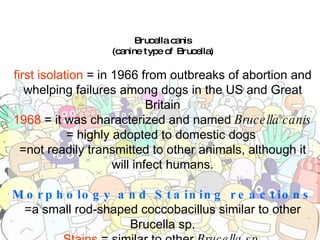 Brucella canis (canine type of Brucella) first isolation  = in 1966 from outbreaks of abortion and whelping failures among dogs in the US and Great Britain 1968  = it was characterized and named  Brucella canis = highly adopted to domestic dogs  =not readily transmitted to other animals, although it will infect humans. Morphology and Staining reactions =a small rod-shaped coccobacillus similar to other Brucella sp. Stains  = similar to other  Brucella sp. 
