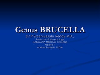Genus BRUCELLA
  Dr.P.Sreenivasulu Reddy MD.,
        Professor of Microbiology
      NARAYANA MEDICAL COLLEGE
                Nellore-1
         Andhra Pradesh INDIA
 