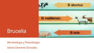 Brucella
Microbiologia y Parasitologia
Ulises Clemente González
 