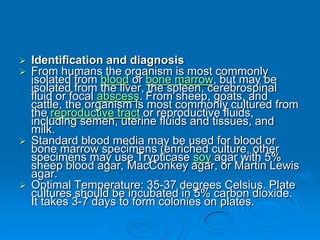  Identification and diagnosis
 From humans the organism is most commonly
isolated from blood or bone marrow, but may be
isolated from the liver, the spleen, cerebrospinal
fluid or focal abscess. From sheep, goats, and
cattle, the organism is most commonly cultured from
the reproductive tract or reproductive fluids,
including semen, uterine fluids and tissues, and
milk.
 Standard blood media may be used for blood or
bone marrow specimens (enriched culture, other
specimens may use Trypticase soy agar with 5%
sheep blood agar, MacConkey agar, or Martin Lewis
agar.
 Optimal Temperature: 35-37 degrees Celsius. Plate
cultures should be incubated in 5% carbon dioxide.
It takes 3-7 days to form colonies on plates.
 