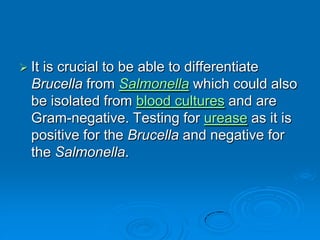  It is crucial to be able to differentiate
Brucella from Salmonella which could also
be isolated from blood cultures and are
Gram-negative. Testing for urease as it is
positive for the Brucella and negative for
the Salmonella.
 