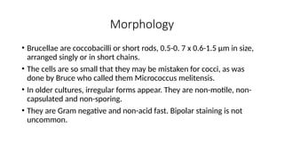 Morphology
• Brucellae are coccobacilli or short rods, 0.5-0. 7 x 0.6-1.5 µm in size,
arranged singly or in short chains.
• The cells are so small that they may be mistaken for cocci, as was
done by Bruce who called them Micrococcus melitensis.
• In older cultures, irregular forms appear. They are non-motile, non-
capsulated and non-sporing.
• They are Gram negative and non-acid fast. Bipolar staining is not
uncommon.
 