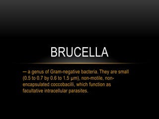 ─ a genus of Gram-negative bacteria.They are small (0.5 to 0.7 by 0.6 to 1.5 µm), non-motile, non-encapsulated coccobacilli, which function as facultative intracellular parasites. BRUCELLA 