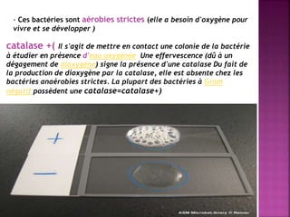 Brucella | PPTX