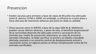 Prevencion
• Existen vacunas para animales a base de cepas de Brucella viva atenuada
como B. abortus 19 BA o 104M, sin embargo, su eficacia es a corto plazo y
tiene alta tasa de reacciones adversas que pone en duda su utilidad.
• Otras vacunas como la WR201 a base de la cepa 16M de B. Mellitensis
pueden causar efectos adversos, a pesar de esto, el beneficio biopsicosocial
de la comunidad depende del adecuado control y vacunación de los
animales por medio de prevención veterinaria, en caso de encontrar
animales infectados, se debe sacrificar al animal y al rebaño o bandada
afectada, asociado a un estrecho control de desplazamiento animal y
vacunación activa, en algunos países se ofrece compensación activa de los
animales sacrificados.
 