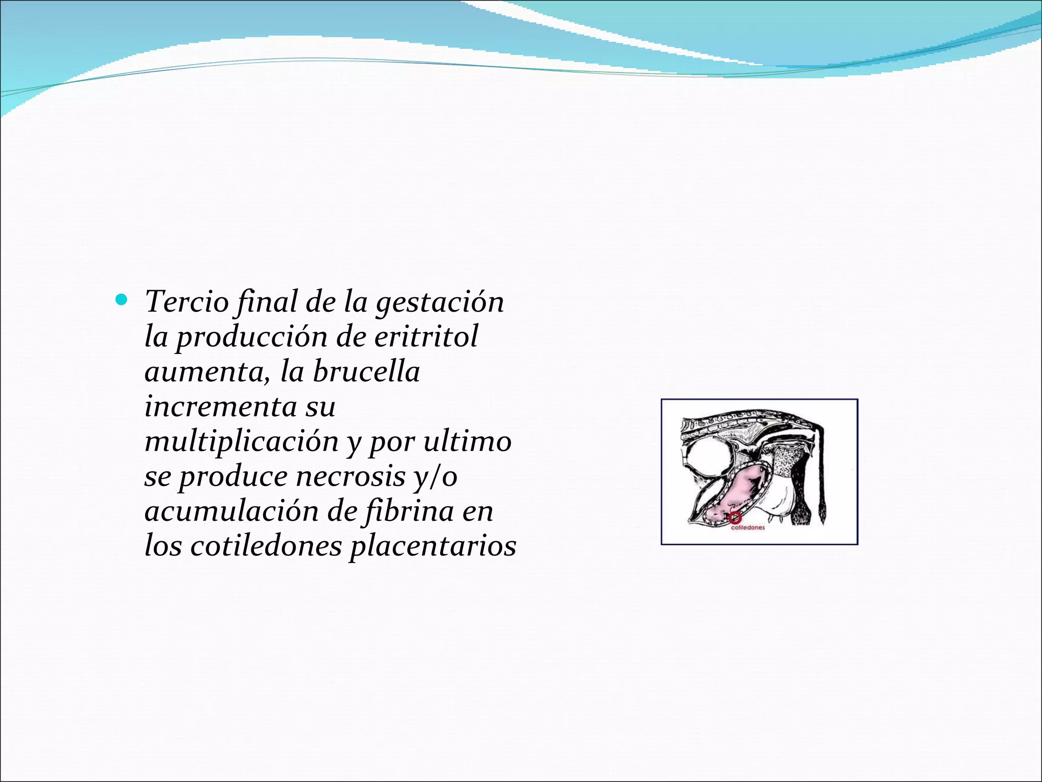 Tercio final de la gestación la producción de eritritol aumenta, la brucella incrementa su multiplicación y por ultimo se produce necrosis y/o  acumulación de fibrina en los cotiledones placentarios 
