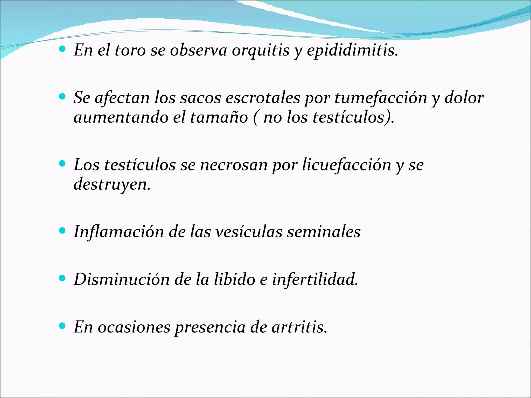 En el toro se observa orquitis y epididimitis. Se afectan los sacos escrotales por tumefacción y dolor aumentando el tamaño ( no los testículos). Los testículos se necrosan por licuefacción y se destruyen. Inflamación de las vesículas seminales Disminución de la libido e infertilidad. En ocasiones presencia de artritis. 