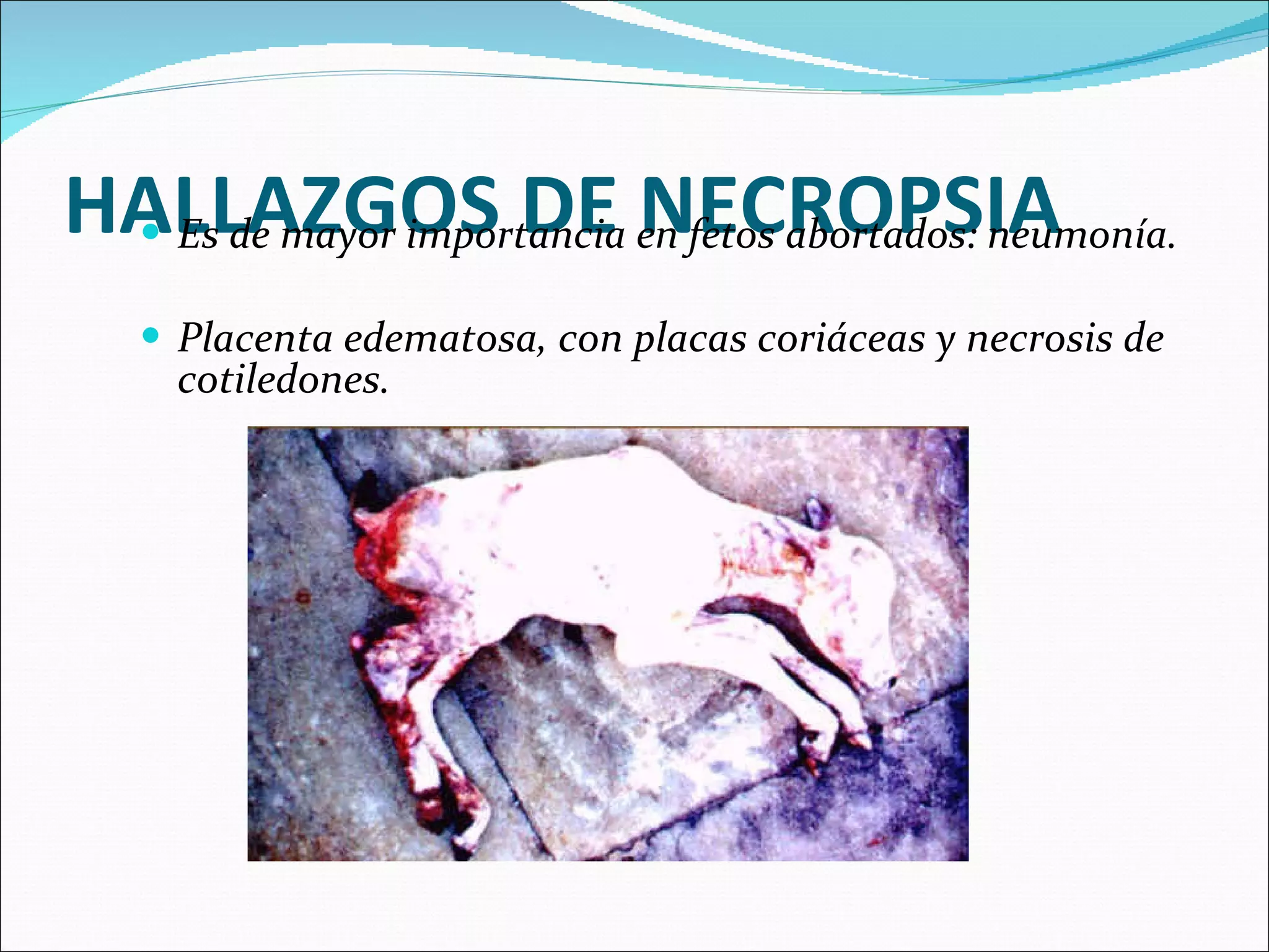 HALLAZGOS DE NECROPSIA Es de mayor importancia en fetos abortados: neumonía. Placenta edematosa, con placas coriáceas y necrosis de cotiledones.  