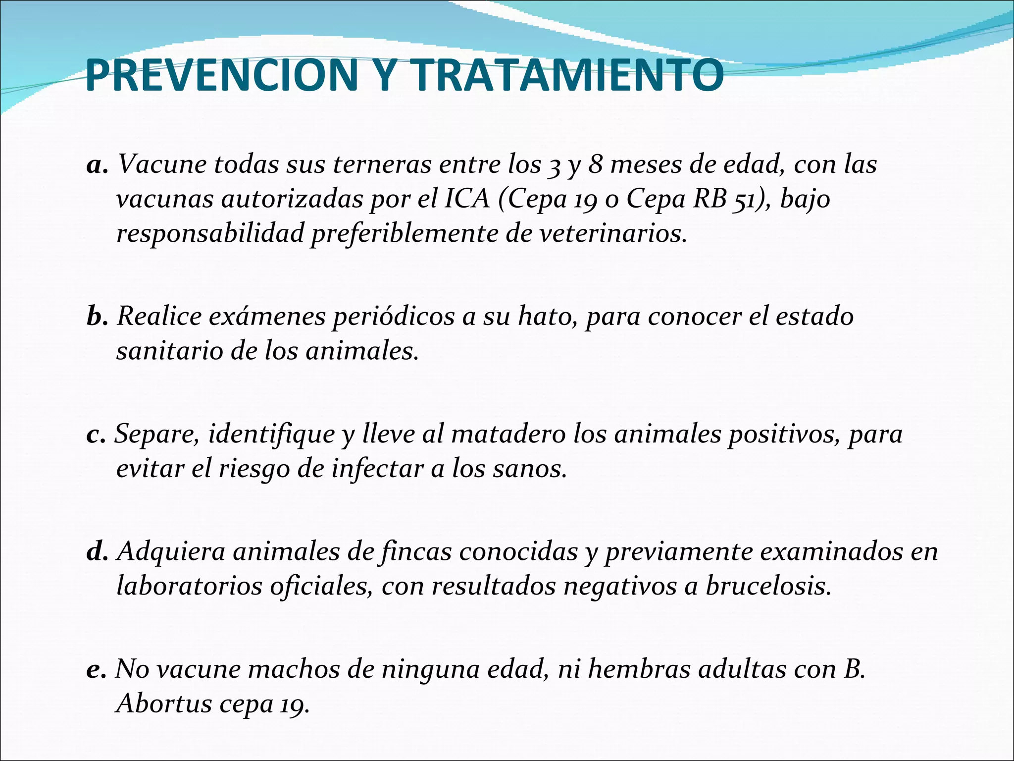 PREVENCION Y TRATAMIENTO a.  Vacune todas sus terneras entre los 3 y 8 meses de edad, con las vacunas autorizadas por el ICA (Cepa 19 o Cepa RB 51), bajo responsabilidad preferiblemente de veterinarios.   b.  Realice exámenes periódicos a su hato, para conocer el estado sanitario de los animales.   c.  Separe, identifique y lleve al matadero los animales positivos, para evitar el riesgo de infectar a los sanos.   d.  Adquiera animales de fincas conocidas y previamente examinados en laboratorios oficiales, con resultados negativos a brucelosis.   e.  No vacune machos de ninguna edad, ni hembras adultas con B. Abortus cepa 19. 