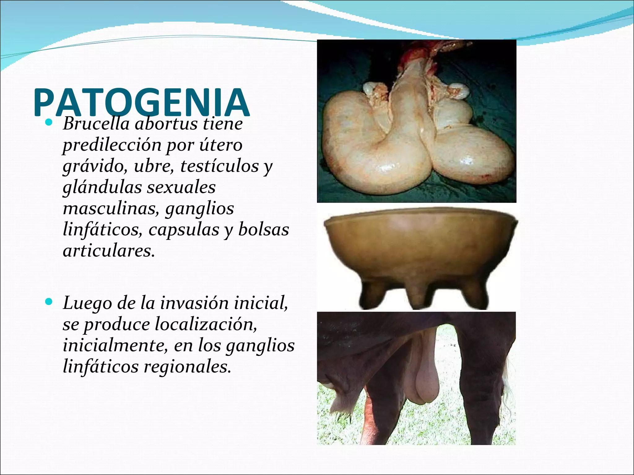 PATOGENIA Brucella abortus tiene predilección por útero grávido, ubre, testículos y glándulas sexuales masculinas, ganglios linfáticos, capsulas y bolsas articulares. Luego de la invasión inicial, se produce localización, inicialmente, en los ganglios linfáticos regionales. 