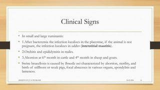 Clinical Signs
• In small and large ruminants:
• 1.After bacteremia the infection localizes in the placentae, if the animal is not
pregnant, the infection localizes in udder (interstitial mastitis).
• 2.Orchitis and epididymitis in males.
• 3.Abortion at 6th month in cattle and 4th month in sheep and goats.
• Swine brucellosis is caused by Brucella suis characterized by abortion, sterility, and
birth of stillborn or weak pigs, focal abscesses in various organs, spondylitis and
lameness.
24-09-2020ABHIJITH SP CVAS POOKODE 14
 