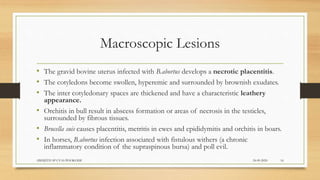 Macroscopic Lesions
• The gravid bovine uterus infected with B.abortus develops a necrotic placentitis.
• The cotyledons become swollen, hyperemic and surrounded by brownish exudates.
• The inter cotyledonary spaces are thickened and have a characteristic leathery
appearance.
• Orchitis in bull result in abscess formation or areas of necrosis in the testicles,
surrounded by fibrous tissues.
• Brucella suis causes placentitis, metritis in ewes and epididymitis and orchitis in boars.
• In horses, B.abortus infection associated with fistulous withers (a chronic
inflammatory condition of the supraspinous bursa) and poll evil.
24-09-2020ABHIJITH SP CVAS POOKODE 16
 