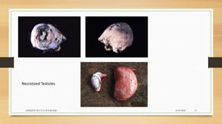 Necrotized Testicles
24-09-2020ABHIJITH SP CVAS POOKODE 19
 
