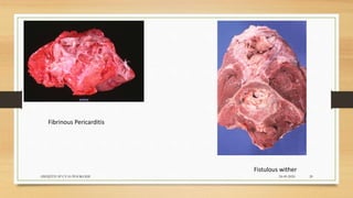 Fibrinous Pericarditis
Fistulous wither
24-09-2020ABHIJITH SP CVAS POOKODE 20
 