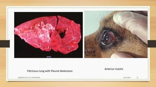 Fibrinous Lung with Pleural Atelectasis
Anterior Uveitis
24-09-2020ABHIJITH SP CVAS POOKODE 21
 