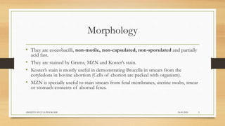Morphology
• They are coccobacilli, non-motile, non-capsulated, non-sporulated and partially
acid fast.
• They are stained by Grams, MZN and Koster’s stain.
• Koster’s stain is mostly useful in demonstrating Brucella in smears from the
cotyledons in bovine abortion (Cells of chorion are packed with organism).
• MZN is specially useful to stain smears from fetal membranes, uterine swabs, smear
or stomach contents of aborted fetus.
24-09-2020ABHIJITH SP CVAS POOKODE 5
 