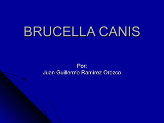 BRUCELLA CANIS Por: Juan Guillermo Ramírez Orozco 