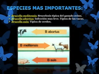  Brucella melitensis: Brucelosis típica del ganado ovino. 
 Brucella abortus: Infección mas leve. Típica de las vacas. 
 Brucella suis: Típica de cerdos. 
 