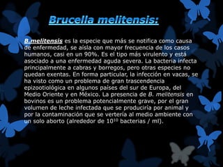B.melitensis es la especie que más se notifica como causa 
de enfermedad, se aísla con mayor frecuencia de los casos 
humanos, casi en un 90%. Es el tipo más virulento y está 
asociado a una enfermedad aguda severa. La bacteria infecta 
principalmente a cabras y borregos, pero otras especies no 
quedan exentas. En forma particular, la infección en vacas, se 
ha visto como un problema de gran trascendencia 
epizootiológica en algunos países del sur de Europa, del 
Medio Oriente y en México. La presencia de B. melitensis en 
bovinos es un problema potencialmente grave, por el gran 
volumen de leche infectada que se produciría por animal y 
por la contaminación que se vertería al medio ambiente con 
un solo aborto (alrededor de 1010 bacterias / ml). 
 