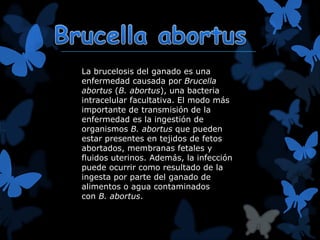 La brucelosis del ganado es una 
enfermedad causada por Brucella 
abortus (B. abortus), una bacteria 
intracelular facultativa. El modo más 
importante de transmisión de la 
enfermedad es la ingestión de 
organismos B. abortus que pueden 
estar presentes en tejidos de fetos 
abortados, membranas fetales y 
fluidos uterinos. Además, la infección 
puede ocurrir como resultado de la 
ingesta por parte del ganado de 
alimentos o agua contaminados 
con B. abortus. 
 