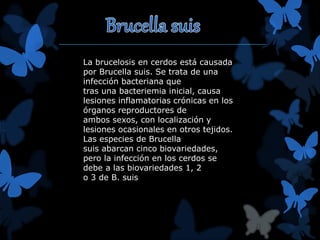 La brucelosis en cerdos está causada 
por Brucella suis. Se trata de una 
infección bacteriana que 
tras una bacteriemia inicial, causa 
lesiones inflamatorias crónicas en los 
órganos reproductores de 
ambos sexos, con localización y 
lesiones ocasionales en otros tejidos. 
Las especies de Brucella 
suis abarcan cinco biovariedades, 
pero la infección en los cerdos se 
debe a las biovariedades 1, 2 
o 3 de B. suis 
 