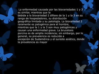 La enfermedad causada por las biovariedades 1 y 3 
es similar, mientras que la 
debida a la biovariedad 2 difiere de la 1 y la 3 en su 
rango de hospedadores, su distribución 
geográfica limitada y su patología. La biovariedad 2 
raramente es patogénica para el hombre, 
mientras que la 1 y la 3 son muy patogénicas y 
causan una enfermedad grave. La brucelosis 
porcina es de amplia incidencia; sin embargo, por lo 
general, su prevalencia es reducida a 
excepción de Sudamérica y el sureste asiático, donde 
la prevalencia es mayor 
 