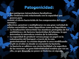  Son patógenas intracelulares facultativas. 
 Su virulencia está relacionada con la capacidad que 
poseen para 
resistir el efecto bactericida de los componentes del suero 
normal y 
adherirse, penetrar y multiplicarse en una gran variedad de 
células eucarióticas, tanto fagocíticas como no fagocíticas. 
 La localización intracelular las mantiene protegidas de los 
antibióticos y de factores bactericidas del plasma, lo que 
determina la naturaleza crónica de la infección. 
 La capacidad de producir ureasa juega un papel en la 
colonización del huésped, a través de la ruta 
gastrointestinal. La enzima degrada la urea modificando 
el pH en el sitio en donde se encuentre la bacteria. 
 La bacteria se adhiere con cierta facilidad a la superficie 
de las mucosas, su gran hidrofobicidad tendría que ver en 
ello, ya que Brucella no posee ni fimbrias ni cápsula. 
 