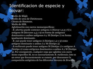 Identificacion de especie y 
biovar: 
Medio de Kligle 
Medio de urea de Christensen 
Citrato de Simmons. 
Medio de SIM. 
Aglutinación con sueros monoespecíficos: 
· B. abortus puede contener antígeno A (biovar 1,2,3 y 6) o 
antígeno M (biovares 4,5 y 9) en forma de antígenos 
dominantes o ambos antígenos A y M (biotipo 7) en forma 
igualmente dominante. 
· B. suis puede tener antígeno A (biotipos 1,2 y 3) como 
antígeno dominante o ambos A y M (biotipo 4). 
· B.melitensis puede tener antígeno M (biotipo 1) o antígeno A 
(biotipo 2) como antígenos dominantes o ambos A y M (biotipo 
3). Por consiguiente, cualquier cepa que aglutine con suero 
mono específico M, no es necesariamente B. melitensis; éste es 
un error que frecuentemente se comete, por desconocer la 
composición antigénica de los diferentes biovares de Brucella. 
 