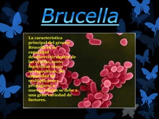 La característica 
principal del género 
Brucella es su 
capacidad 
de sobrevivir dentro de 
las células, tanto 
fagocíticas como 
no fagocíticas. Su 
capacidad de 
multiplicarse y 
propagarse a 
nuevas células se debe a 
una gran variedad de 
factores. 
 
