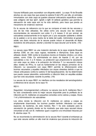 Vacuna liofilizada para reconstituir con diluyente estéril. La cepa 19 de Brucella
abortus es una cepa lisa que posee la cadena O del LPS, por ello, en animales
inmunizados con esta cepa se pueden observar anticuerpos específicos contra
este antígeno del tipo IgG1, IgG2b e IgM. El defecto genético que permite la
atenuación de esta cepa aún no ha sido definido, pero hace que pierda un
mecanismo de virulencia esencial.
Es la vacuna de referencia con la que se compara el resto de las vacunas y
una de las más utilizadas. Se utiliza como una vacuna viva las edades
recomendadas de vacunación son entre 3 y 6 meses 2 ml por animal, vía
subcutánea exclusivamente en la región pre o pos escapular (adelante o detrás
de la paleta) o en la zona media de la tabla del cuello. Administrar al ganado
adulto una dosis reducida de la vacuna puede inducir el desarrollo de títulos
duraderos de anticuerpos, abortar y excretar la cepa vacunal por la leche. (19)
RB51:
La vacuna cepa RB51 es una mutación derivada de la cepa virulenta Brucella
abortus 2308, es una cepa rugosa, resistente a rifampicina. Esta cepa es
utilizada desde 1996 contra la brucelosis bovina en Estados Unidos y en otros
países, como Chile. Es administrada en dosis de Inyecte 2 mL por vía
subcutánea a los 3 a 8 meses. La protección que proporciona la vacunación
con esta cepa se debe a la activación de linfocitos T. La vacunación induce
altos niveles de IFN-γ, lo cual es fundamental en las etapas primarias de la
infección. La vacunación con cepa RB51 permite la diferenciación entre
bovinos vacunados y aquellos infectados con cepas silvestres debido a que no
induce anticuerpos contra la cadena O del lipopolisacárido. Se ha determinado
que puede causar placentitis, endometritis e infección fetal, en vaquillas adultas
que han sido vacunadas durante la preñez. (19)
La vacuna de la cepa RB51 no interfiere con los resultados del serodiagnóstico
a diferencia de la vacuna de la cepa 19.
REV1:
Seguridad, inmunogenecidad y eficacia. La vacuna viva de B. melitensis Rev-1
ha sido considerada como la mejor vacuna disponible para la profilaxis de la
infección por B. melitensis en pequeños rumiantes como cabras y ovejas. Dosis
1 ml y Administración vía subcutánea
Los sitios donde la infección con B. melitensis en cabras y ovejas es
ampliamente diseminada, los bovinos pueden también infectarse con estas
especies de bacterias, de esta manera, Rev 1 ha sido evaluada para la
vacunación de ganado donde se ha mostrado que esta cepa vacunal induce
inmunidad al reto con B. melitensis igual o superior a la inmunidad inducida por
B. abortus cepa 19.
No se recomienda la administración de la vacuna Rev1 durante el embarazo ya
que esta vacuna exhibe un alto nivel de virulencia que provoca la inducción de
 
