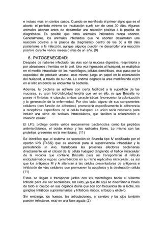 e incluso más en ciertos casos. Cuando se manifiesta el primer signo que es el
aborto, el período mínimo de incubación suele ser de unos 30 días. Algunos
animales abortan antes de desarrollar una reacción positiva a la prueba de
diagnóstico. Es posible que otros animales infectados nunca aborten.
Generalmente, los animales infectados que no abortan desarrollan una
reacción positiva a la prueba de diagnóstico dentro de los 30 a 60 días
posteriores a la infección, aunque algunos pueden no desarrollar una reacción
positiva durante varios meses o más de un año. (9)
6. PATOGENECIDAD:
Después de haberse infectado, las vias son la mucosa digestiva, respiratoria y
por abrasiones / heridas en la piel. Una vez ingresado al huésped, se multiplica
en el medio intracelular de los macrófagos, células dendríticas, esto pasa por la
capacidad de producir ureasa, este mismo juega un papel en la colonización
del huésped, a través de su ruta. La enzima degrada la urea modificando el pH
en el sitio en donde se encuentre la bacteria.
Además, la bacteria se adhiere con cierta facilidad a la superficie de las
mucosas, su gran hidrofobicidad tendría que ver en ello, ya que Brucella no
posee ni fimbrias ni cápsula; ambas características favorecerían la colonización
y la generación de la enfermedad. Por otro lado, alguno de sus componentes
celulares (con función de adhesina), promovería específicamente la adherencia
a receptores específicos de la célula huésped. La unión sería necesaria para
inducir una serie de señales intracelulares, que faciliten la colonización e
invasión celular
El LPS protege contra varios mecanismos bactericidas como los péptidos
antimicrobianos, el ocido nitrico y los radicales libres. Lo mismo con las
proteínas presentes en la membrana. (11)
Se identifico que el sistema de secreción de Brucella tipo IV codificado por el
operón virB (T4SS) que es esencial para la supervivencia intracelular y la
persistencia in vivo, translocara las proteínas efectoras bacterianas
directamente en el citosol de la célula huésped dirigiendo el tráfico intracelular
de la vacuola que contiene Brucella para asi transportarse al retículo
endoplasmático rugoso convirtiéndolo en su nicho replicativo intracelular, es asi
que los antígenos M y A alteraran a las células presentadoras de antígenos e
inhibición de vías celulares que promueven la apoptosis y la destrucción célula
(11)
Estas se llegan a transportar juntos con los macrófagos hacia el sistema
linfoide para asi ser secretadas, sin éxito, ya que de aquí se diseminan a través
de todo el cuerpo en sus órganos diana que son con frecuencia de la leche, los
ganglios linfáticos supramamarios y linfáticos ilíacos, el bazo y el útero.
Sin embargo, los huesos, las articulaciones, el cerebro y los ojos también
pueden infectarse, esto en una fase aguda (2)
 