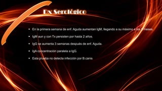 Dx Serológico

 En la primera semana de enf. Aguda aumentan IgM, llegando a su máximo a los 3 meses.

 IgM aun y con Tx persisten por hasta 2 años.

 IgG se aumenta 3 semanas después de enf. Aguda.

 IgA concentración paralela a IgG.

 Esta prueba no detecta infección por B.canis
 