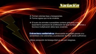 Variación

 Forman colonias lisas y transparentes.
 Forma rugosa que no es virulenta.

 El suero de animales susceptibles contiene globulina y una
  lipoproteína supresora de proliferación de tipos no lisos virulentos y
  favorece multiplicación delos tipos virulentos.


Estructura antigénica: diferenciarlas es posible gracias a su
sensibilidad a los colorantes y a produccion de H2S. (ácido sulfhídrico)

Utilizar precaución de bioseguridad ya que son riesgosas.
 