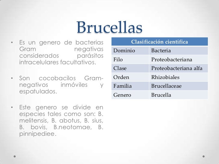 Brucellas (expo. microbiologia)