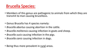 Other names for Brucellosis:
•Undulant fever.
•Malta fever.
•Gibraltar fever.
•Mediterranean fever.
 